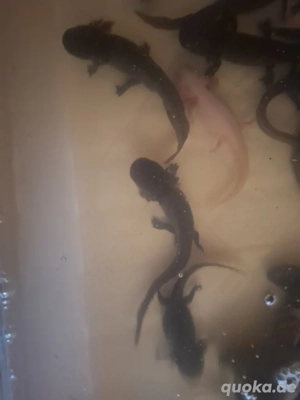 Axolotl verschieden Bild 2