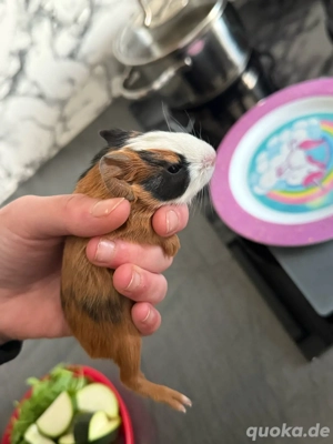 Merschweinchen babys 