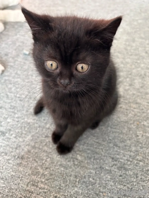    Süße BKH-Kitten abgabebereit!   