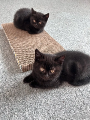    Süße BKH-Kitten abgabebereit!   