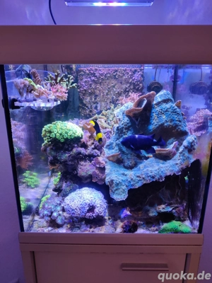 Korallenableger günstig abzugeben 