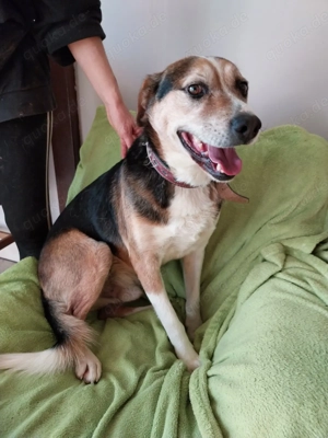 Milo ein freundlicher Geselle