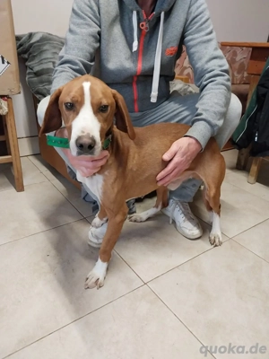 Freddy - ein aktiver und kluger Begleiter