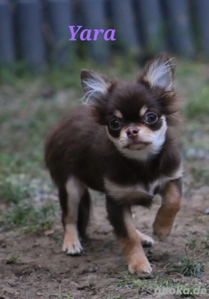 Traumhafte Chihuahua Welpen schoko 