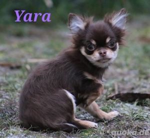 Bezaubernde Chihuahua Welpen 