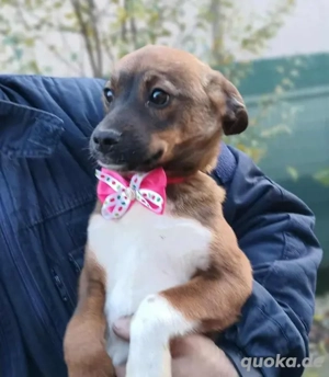 DORA - süßes Hundemädchen