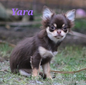 Bezaubernde Chihuahua Welpen 