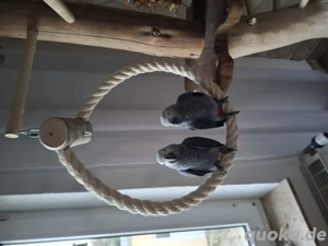 Graupapgei Pärchen