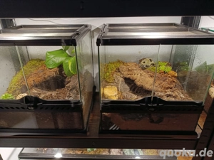 Vogelspinnen Grammostola rosea Eupalaestrus campestratus mit Exo Terra Terrarien 