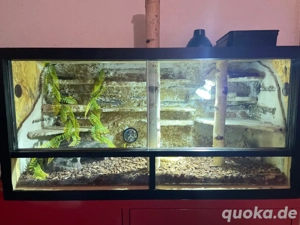 königspython mit terrarium 