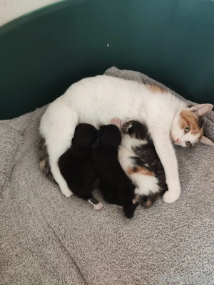 4 wunderschöne BKH Mix Kitten 
