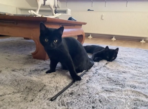 Maine Coon Mix X Russisch Blau Kitten 