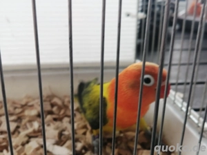 Pfirsichköpfchen abzugeben 