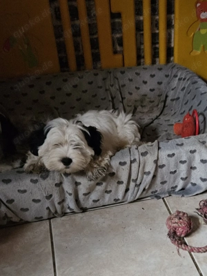    Reinrassige Biewer Yorkshire Terrier Welpen 