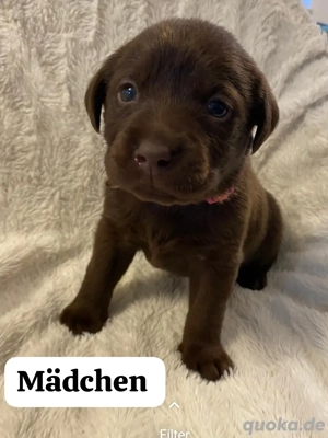 Wunderschöne reinrassige Labrador Welpen in guten Händen abzugeben. 
