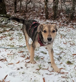 Daphne, geb. ca. 07 2025, lebt auf einer Pflegestelle in 87763 Lautrach