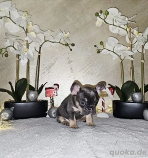 Französische Bulldogge Welpen