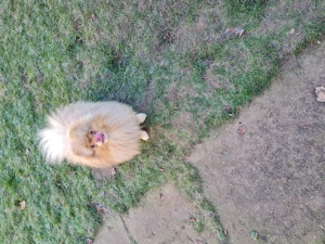 Pom Spitz Deckrüde mit Ahnentafel kein Verkauf