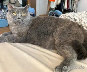 gechillte BKH Mixe Coco u. Harley bei WI