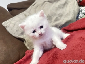 Türkische Angora kitten 