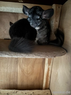 Chinchillas suchen ein neues schönes zu hause 