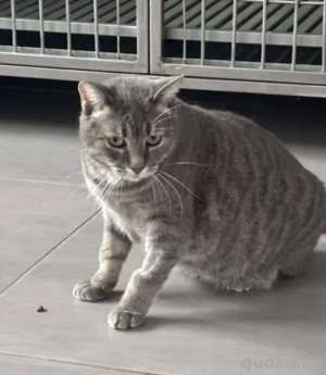 Mitzi Kuschelprinzessin sucht ihr verschmustes Zuhause