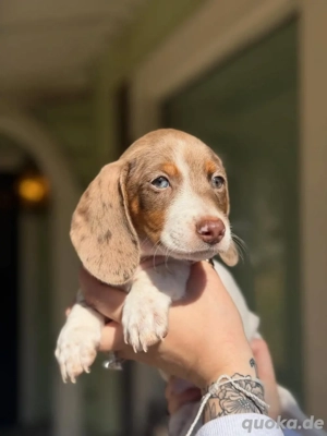 Dackel Welpen