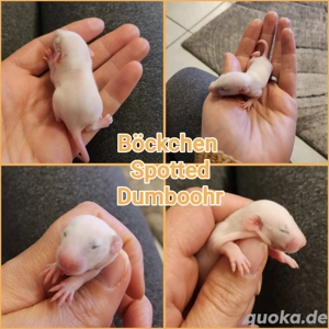 Ratten Babys Farbratten sehr menschenbezogen und kinderlieb 