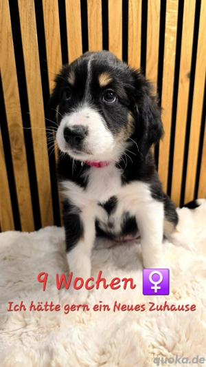 3 Australian Shepherd Welpen suchen ein Neues Zuhause. 9 Woche Alt