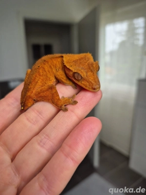 Pos. 0.1 Correlophus ciliatus Kronengecko Weibchen 