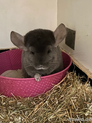 Chinchilla Mädels suchen ein zu hause