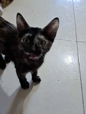 Haru - gerne mit Ragnak (Bea)