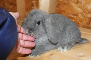  Kleine Miniwidder Kaninchen Baby Haserl Minilop Zwergwidder Hasen SOFORT