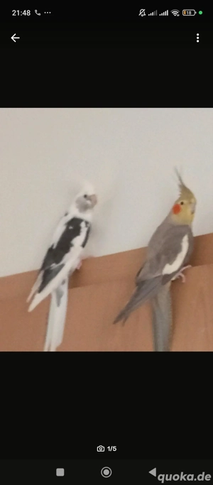 zwei Nymphensittiche in guten Händen abzugeben 