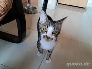 Schüchterner Ragnak, gerne mit Haru(Bea)