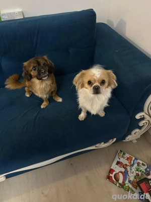 Zwei Pekingese Rüden (ca. 3 Jahre)   geimpft & gechipt   in München     