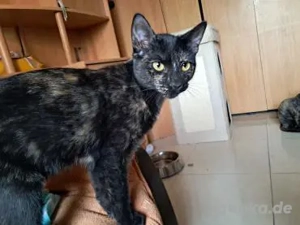 Yuki - gerne mit Ryu (Bea)