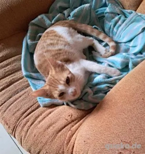 Neugieriger Ryu - gerne mit Yuki (Bea)