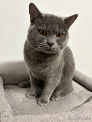 BKH Kater   6 Monate   grau (blau)   vollständig geimpft + Zubehör