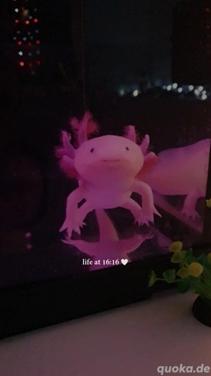   2 Axolotl, 1 Jahr alt inkl. umfangreichem Zubehör   