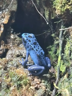 Dendrobates T. Azureus NZ