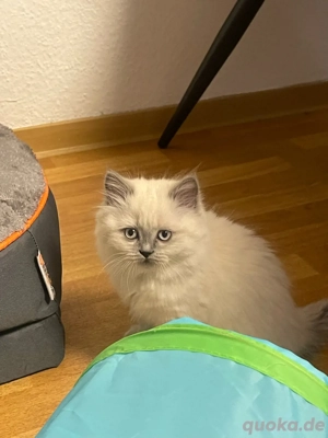 Bkh und Blh Kitten zu Verkaufen 