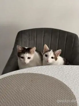 süßes Bruderduo Felix u.Findus am Rhein