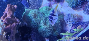 Scheibenanemone Rhodactis SP 07 Grün