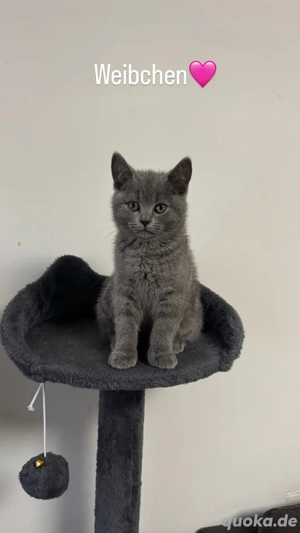 Reinrassige BKH Kitten
