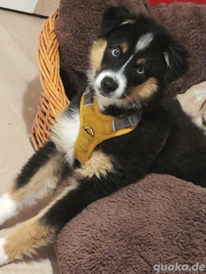 Australien shephert Mini