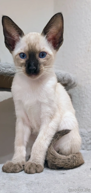 Orientalisch Kurzhaar Kitten