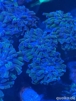 Euphyllia Korallenableger LPS Meerwasser Aquarium 