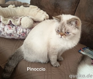 Süße und verschmuste Exotic-Shorthair Jungtiere