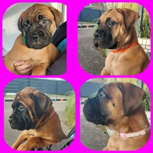 Bullmastiff Welpen 
